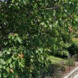 DVOŘÁK VIKTOR MVDr.