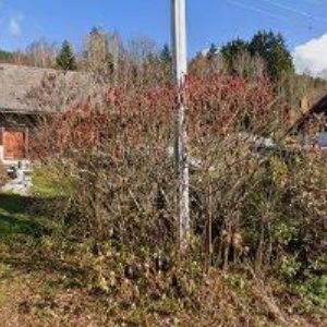 obrazek: avatar ŠIMON VLADIMÍR-TRUHLÁŘSTVÍ