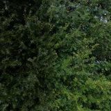 BRIKO-MAPLUS SKI WAX