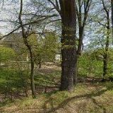 LEX JAN-HODINOVÝ MANŽEL