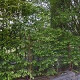 TALPA PETR-HODINOVÝ MANŽEL