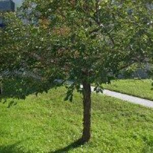 obrazek: avatar CH-R SERVIS f.o.