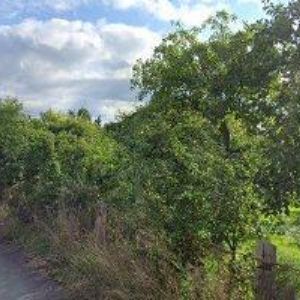 obrazek: avatar ILLE KAREL-KI-VI STUDIO