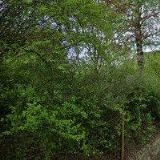 JAMBOR JOSEF-ALTRAD BAUMANN