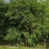 AVES SERVIS , s.r.o.