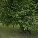 CZOSNYKOVÁ ŽANETA-KOSMETICKÉ SLUŽBY