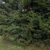 IVASYUK OREST-KOUPELNY OK