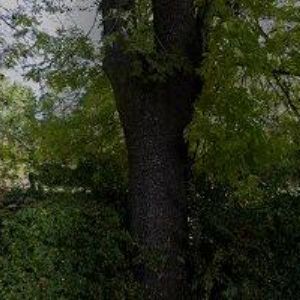 obrazek: avatar BAREŠ STANISLAV-KOMINICTVÍ