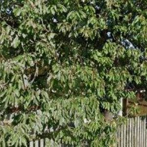 obrazek: avatar STAVITELSTVÍ SMUTNÝ , s.r.o.