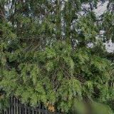 FOLEJTAR MARTIN-KLEMPÍŘSTVÍ BOJIŠTĚ