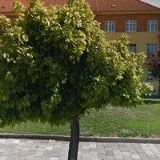 SOU ZEMĚDĚLSKÉ A SLUŽEB Dačice