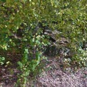 obrazek: avatar JUNÁK-ČESKÝ SKAUT, STŘEDISKO KALICH Tábor