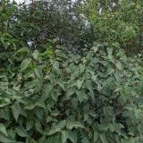 NÁBOŽENSKÁ OBEC CÍRKVE ČESKOSLOVENSKÉ HUSITSKÉ V KAPLICI