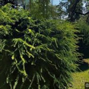 obrazek: avatar FARNÍ SBOR ČESKOBRATRSKÉ CÍRKVE EVANGELICKÉ V JINDŘICHOVĚ HRADCI