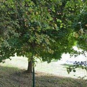 obrazek: avatar TJ BK Týn nad Vltavou