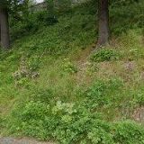 LAWN TENNIS CLUB TÁBOR 1903