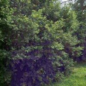 obrazek: avatar FOTBALOVÝ KLUB FC VLTAVA