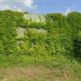 LAŠTOVIČKOVÁ ROMANA