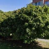 KOUBA JAROSLAV MUDr.