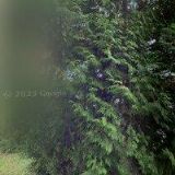 MAZEHÓOVÁ YVONA Dr.