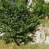 MRKVANOVÁ RENATA MUDr.