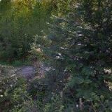 MAXA FRANTIŠEK Ing.