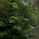 BRÁTKOVÁ NORA Mgr.