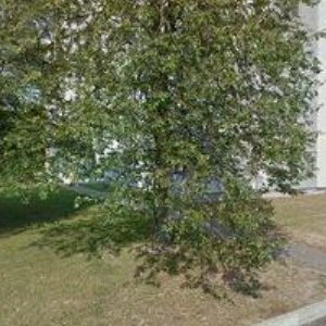 obrazek: avatar SILON s.r.o.