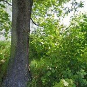 obrazek: avatar PAPEŽÍK VRATISLAV