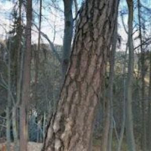 obrazek: avatar MINÁŘ PAVEL-AUTO