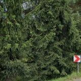 NEUMANNOVÁ KUŽELOVÁ GABRIELA