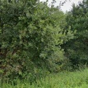 obrazek: avatar RAJŇÁK MILAN-JAMIRA