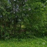 JIROUŠ ROMAN-OCELOT