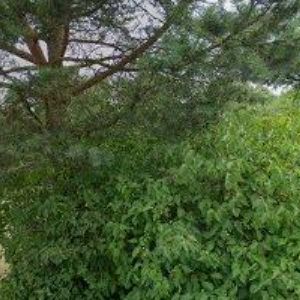 obrazek: avatar ULRICH JOSEF-AUTOOPRAVNA