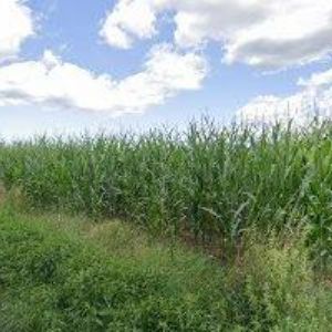 obrazek: avatar ILŠNER MARTIN-AUTOSERVIS