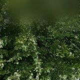 KHOL PETR-AUTOSERVIS