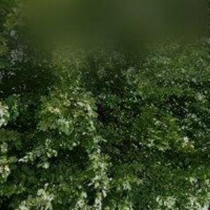 obrazek: avatar KHOL PETR-AUTOSERVIS