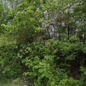 obrazek: avatar HINDRÁK LEOŠ-AUTOSERVIS