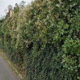 HIRSCHNER ALEŠ-VÝUKA ANGLICKÉHO JAZYKA