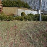 ANTOŠOVÁ KLÁRA-PŘEKLADY,VÝUKA