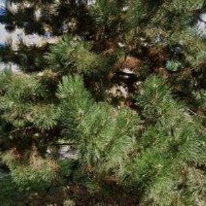 obrazek: avatar HOTEL-RESTAURANT MONIKA