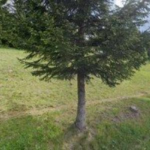 obrazek: avatar PENSION POPELKA