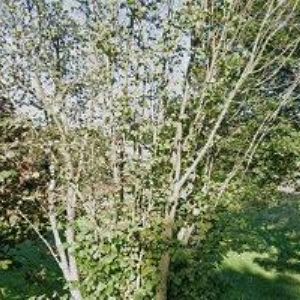 obrazek: avatar HANIČKA