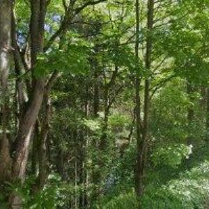 obrazek: avatar RODINNÝ PENZION MÍŠA