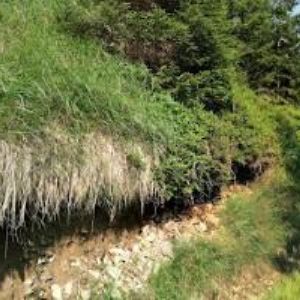 obrazek: avatar BOUDA GRIZZLY