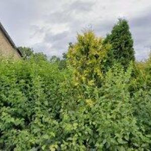 obrazek: avatar PENZION LIKA