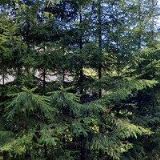 CHALUPA STARÁ ŠKOLA