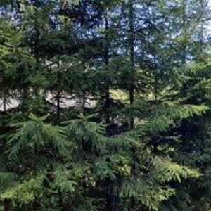 obrazek: avatar CHALUPA STARÁ ŠKOLA