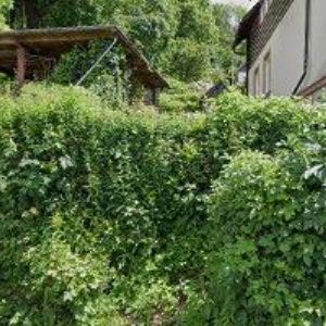 obrazek: avatar PENZION POLÁČEK