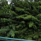 SVÁROVSKÁ VERONIKA